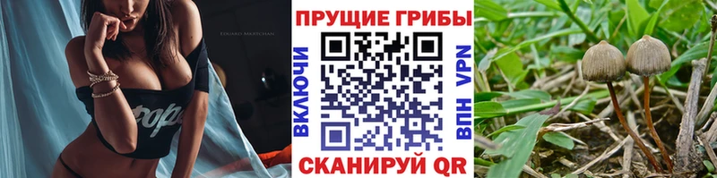 хочу наркоту  Зарайск  Галлюциногенные грибы Cubensis 